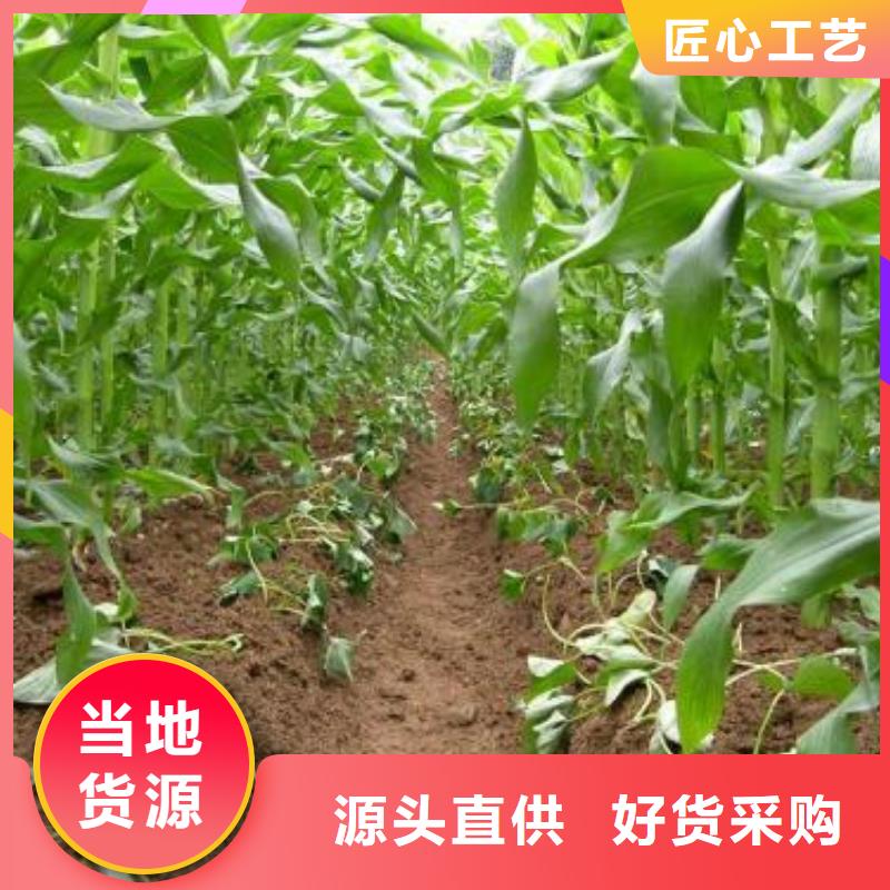 紫薯苗（济黑2号）种植基地出货及时