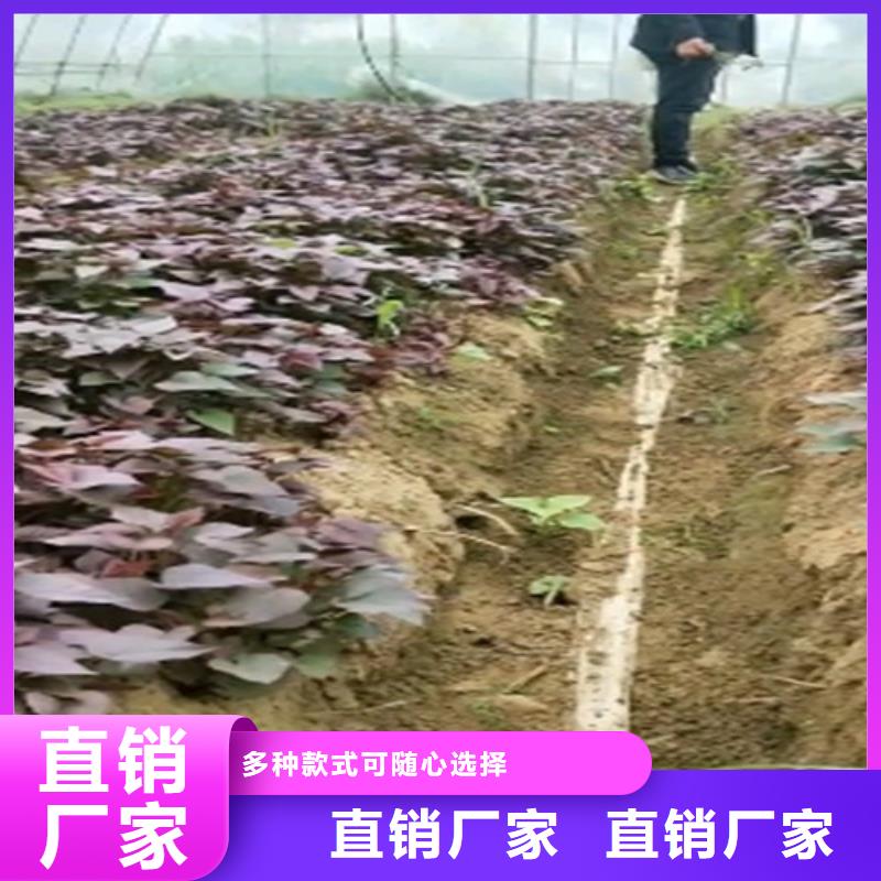 紫地瓜苗种植厂家本地生产商