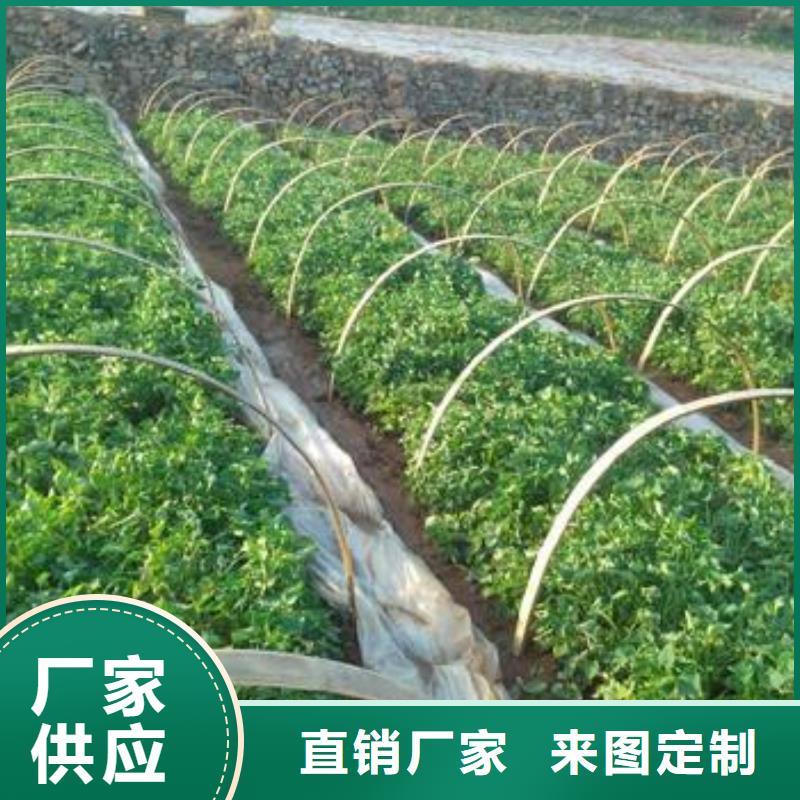 鲜食型紫薯苗厂家价格是多少诚信为本