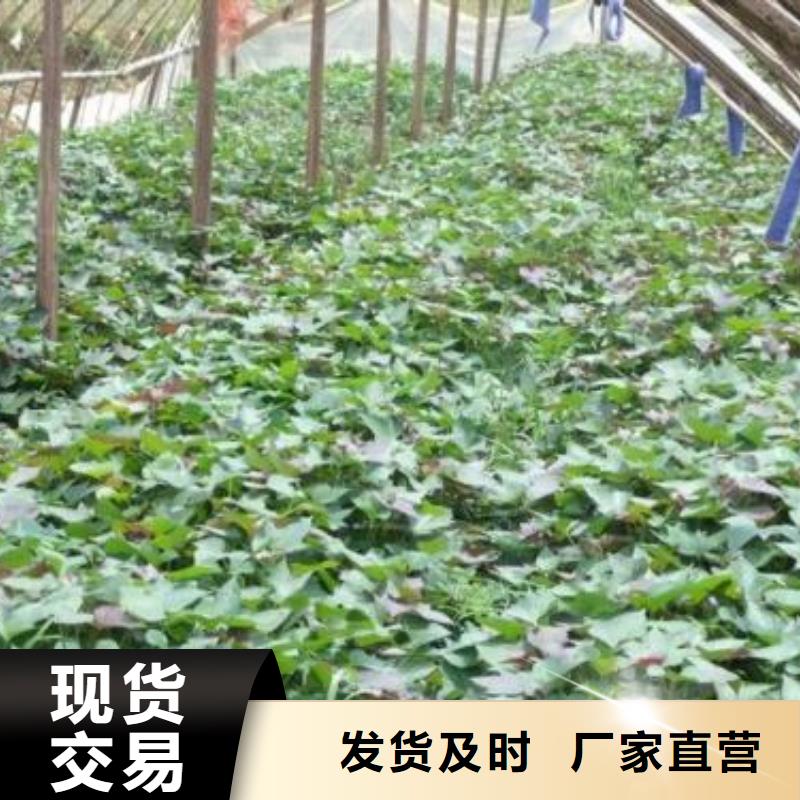 鲜食型紫薯苗厂家价格是多少无中间商厂家直销