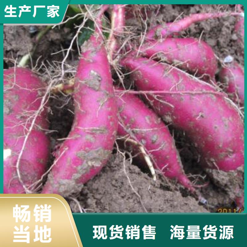 红薯苗（西瓜红）种植厂家讲信誉保质量