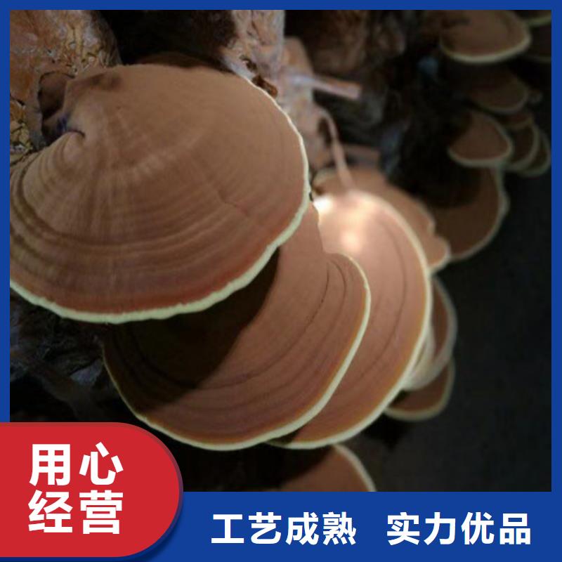 灵芝孢子粉怎么吃好吃现货销售