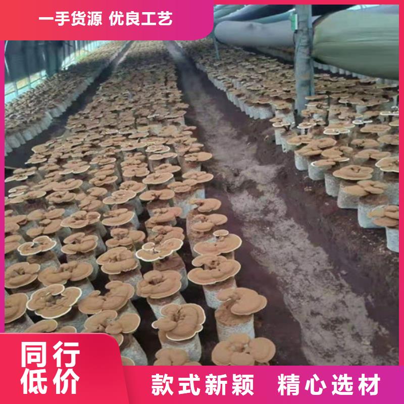 破壁灵芝粉市场批发价品牌专营