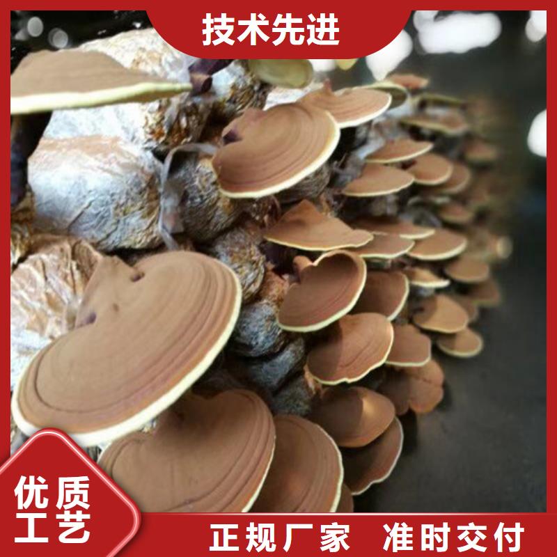 灵芝菌棒行情用心做好每一件产品