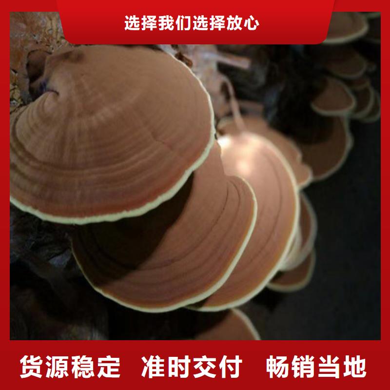 灵芝粉是什么味道高品质现货销售