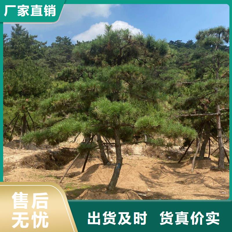 造型油松-造型油松货源充足当地公司