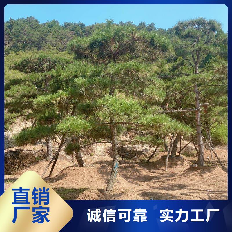 造型油松-值得信赖快速发货