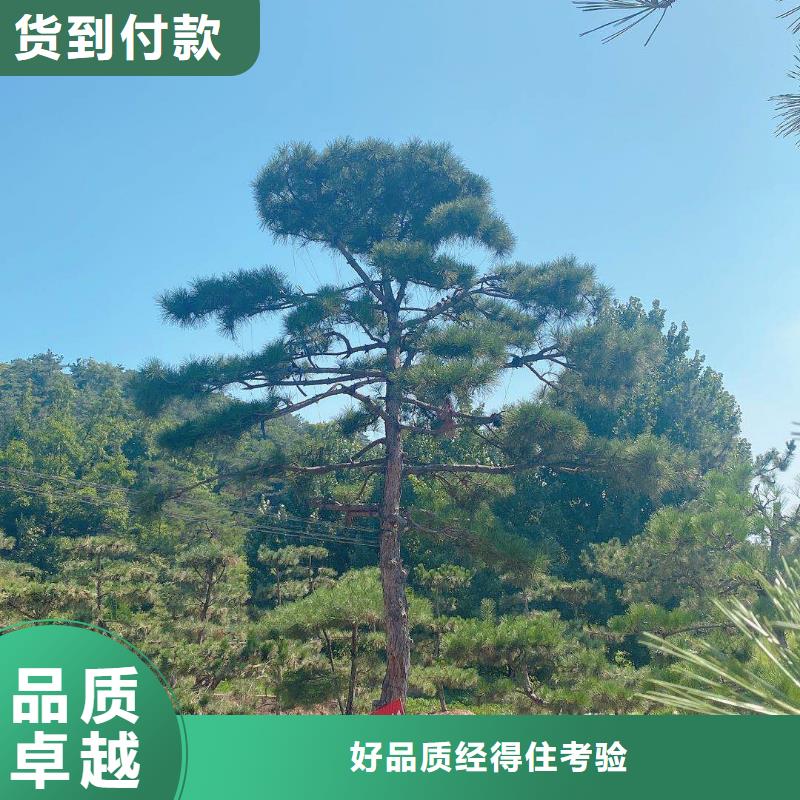 规格全的泰山风景松供应商定制零售批发