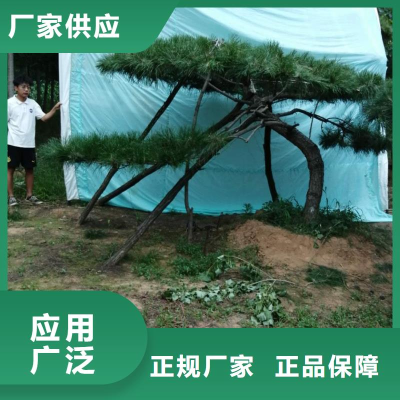 造型油松专业供应商当地公司