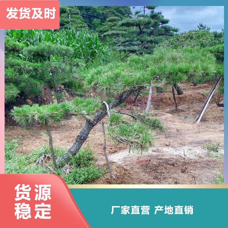 异型松-来电订购价格实惠