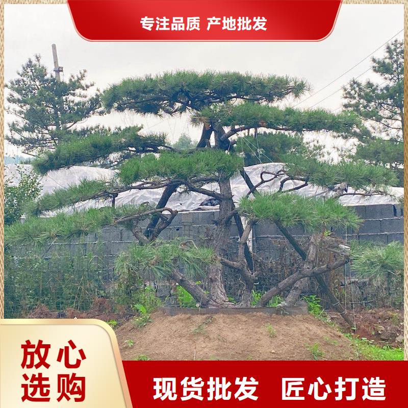 景观松-回购率高按需定制真材实料