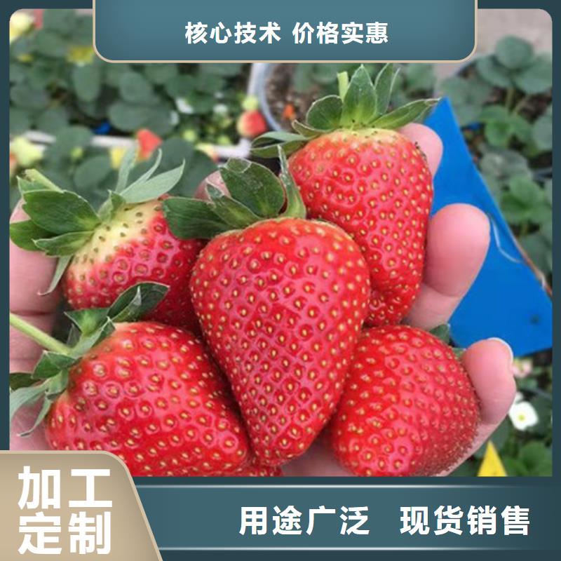 红玉草莓苗行情发货迅速