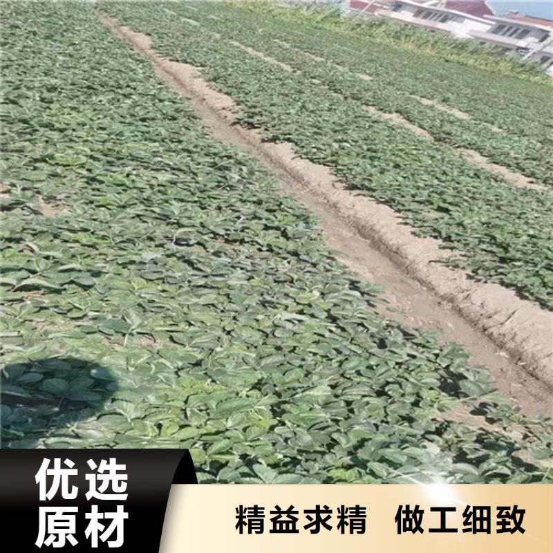 天仙醉草莓苗源头把关放心选购