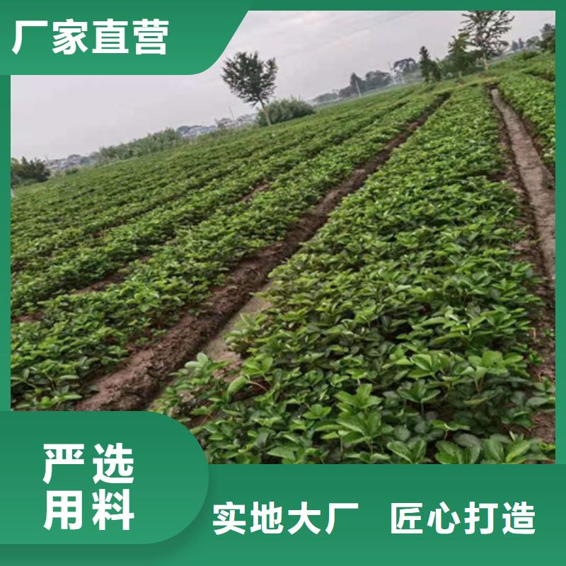 自治区红玉草莓苗成活率高工程施工案例