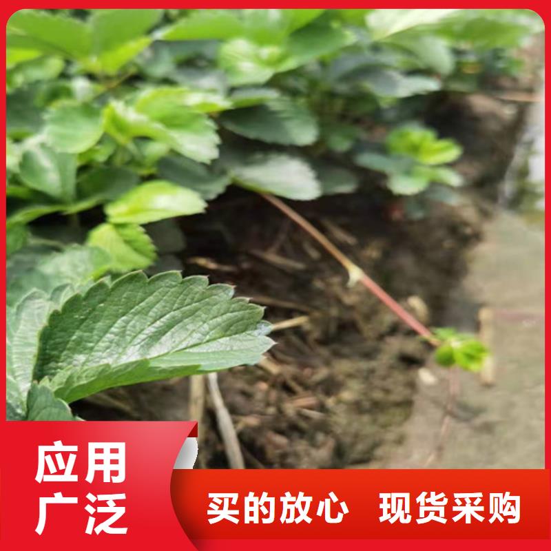 白雪公主草莓苗货到付款