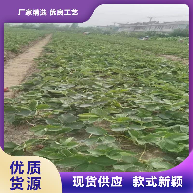 斯特拉无花果苗品种大全质量优价格低