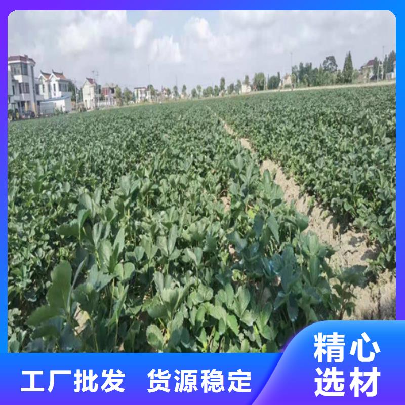 白雪公主草莓苗量少也做