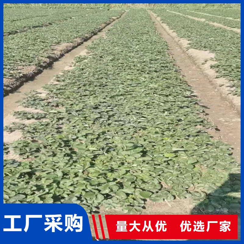 妙香3号草莓苗一亩地需要多少株厂家直营