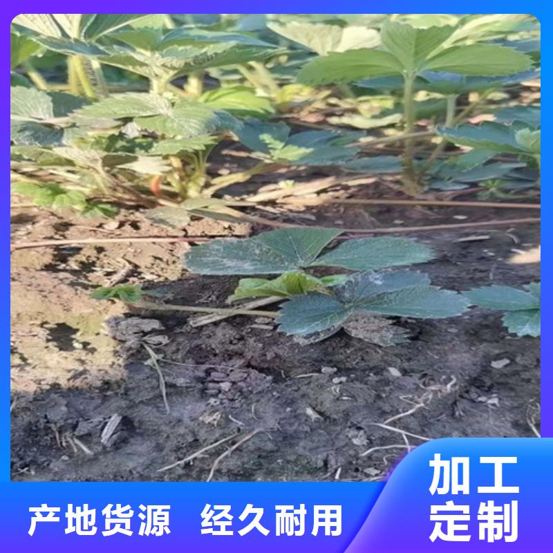 香野草莓苗严选材质