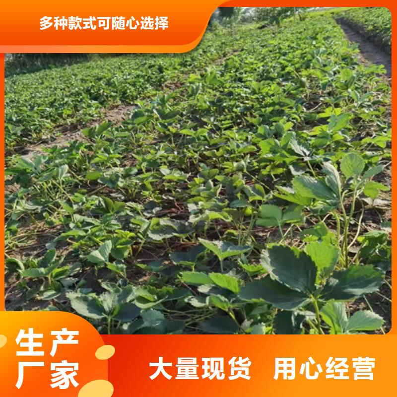 布兰瑞克无花果树苗种植技术品牌大厂家