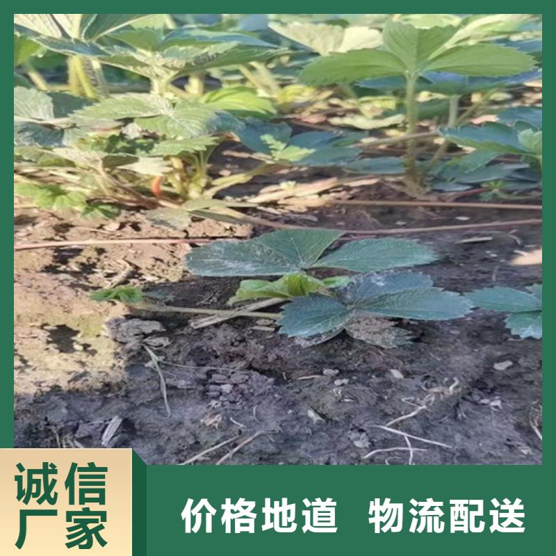 女峰草莓生产苗同城公司