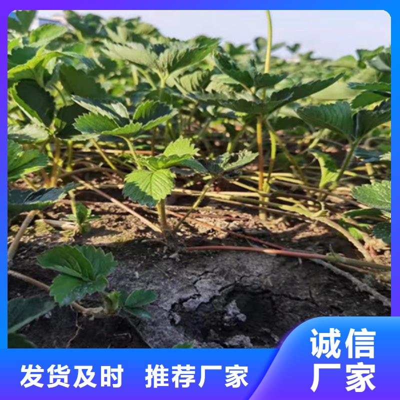 天仙醉草莓苗怎么买附近经销商