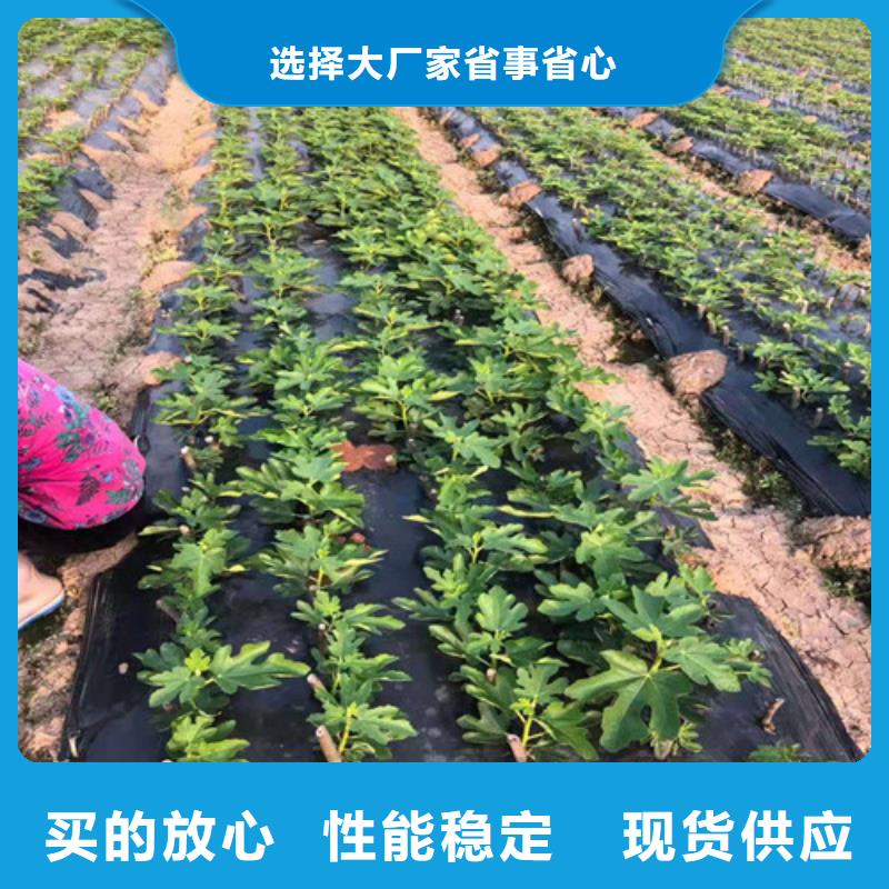 芭劳奈无花果苗同城经销商