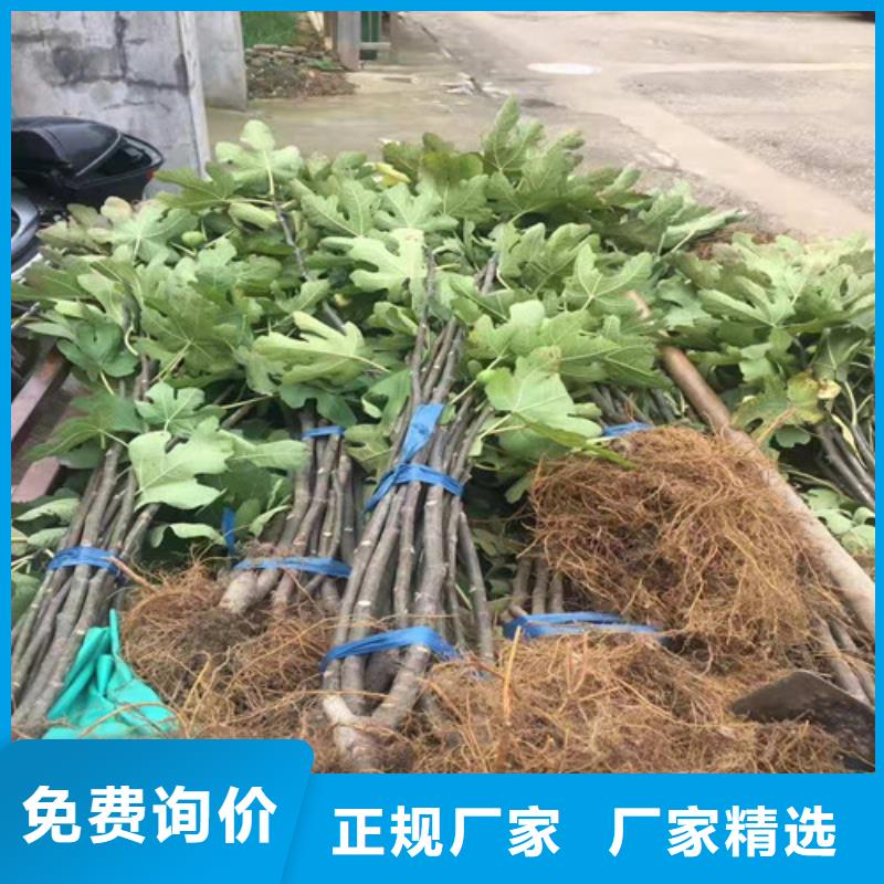 大青皮无花果树苗品牌企业