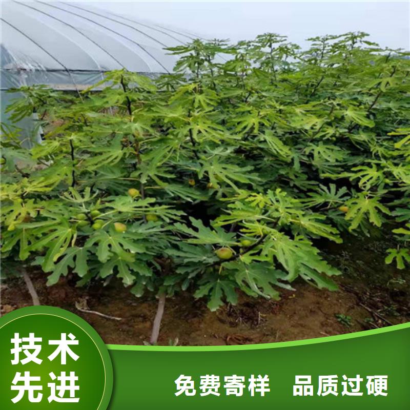 青花无花果苗管理方式同城品牌