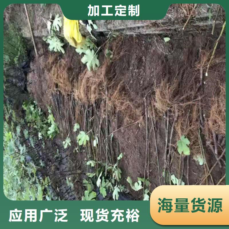 紫果无花果苗工艺成熟