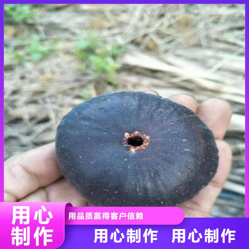 波姬红无花果树什么品种好用好材做好产品