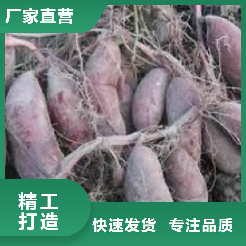 紫红薯苗种植基地产品细节参数