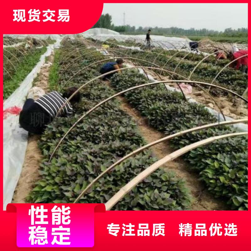 红薯苗（西瓜红）报价厂家大量现货