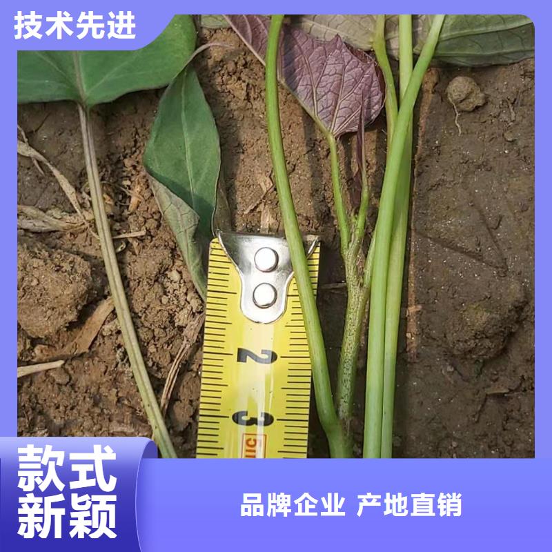 紫薯苗（绫紫）销售大库存无缺货危机