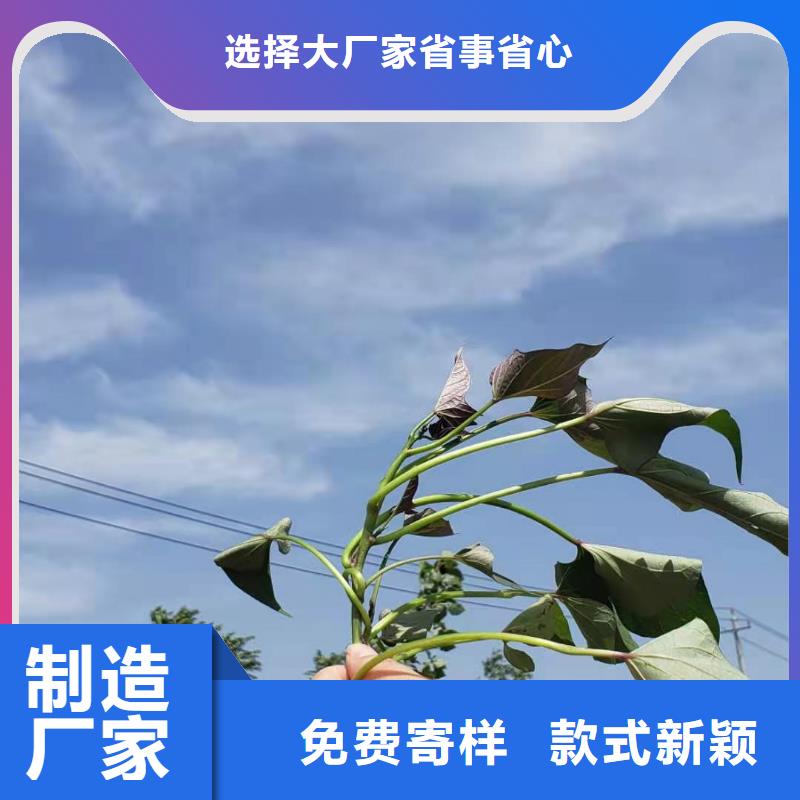 红薯苗（西瓜红）能吃吗质量安心