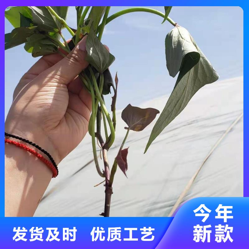 紫薯苗种植厂家附近品牌