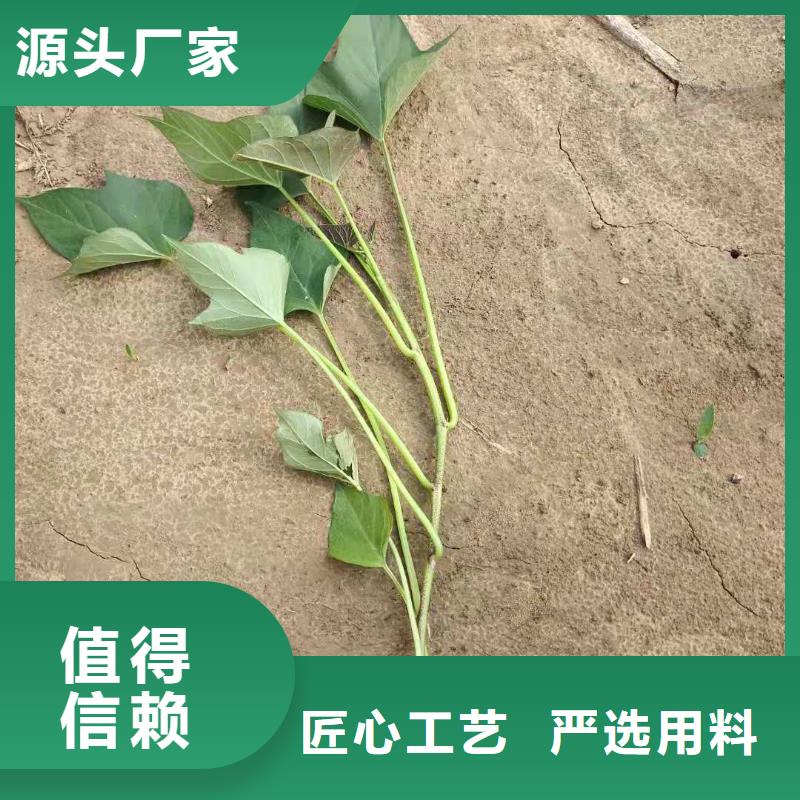 紫薯苗（济黑2号）种植基地生产经验丰富