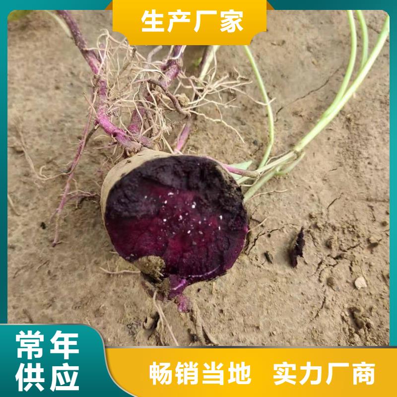 紫甘薯苗怎么培育型号齐全