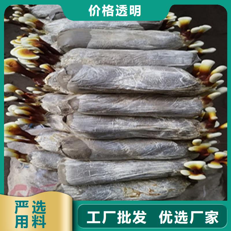 灵芝菌棒适用范围定制零售批发