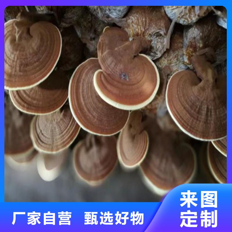 新闻：破壁灵芝粉生产厂家好货直供