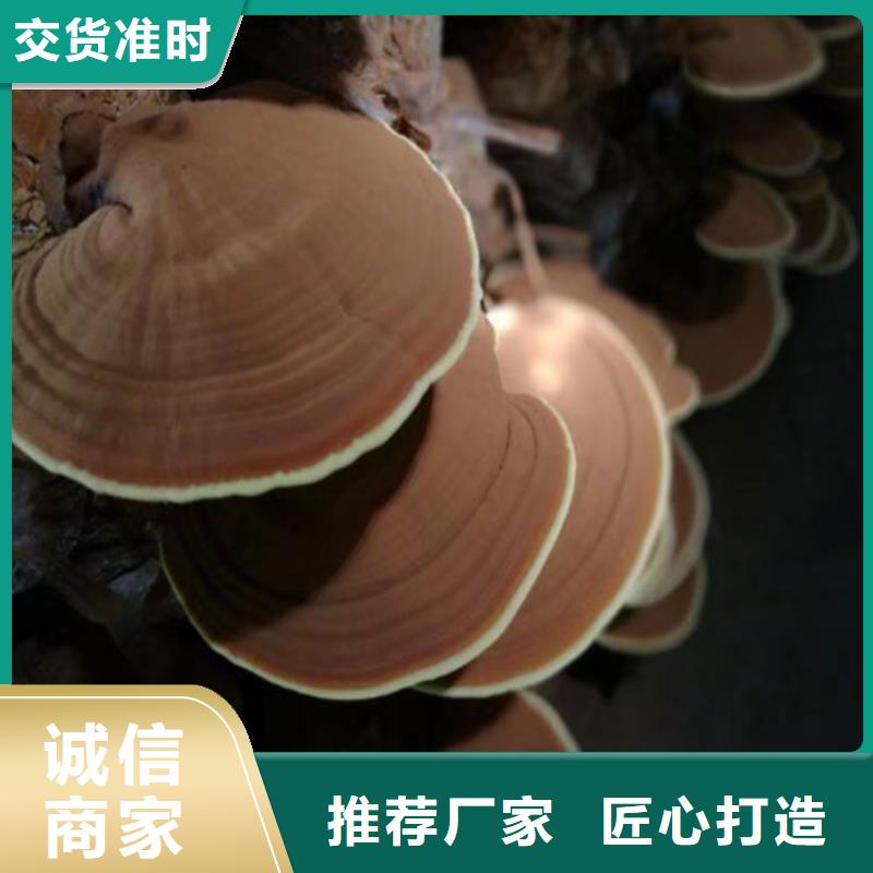 靠谱的
灵芝超细粉在哪里厂家新品