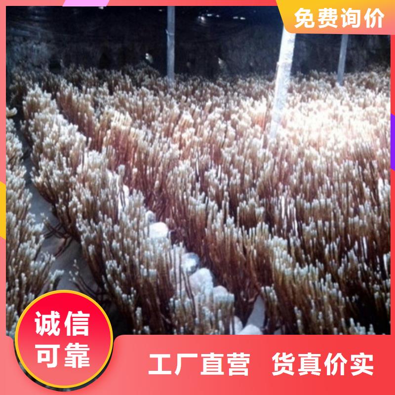 2024价格优惠#灵芝孢子粉#本地厂家用心做好细节