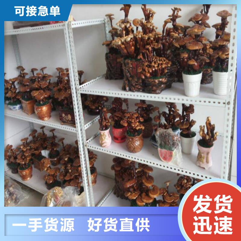 孢子灵芝-热线开通中当地品牌