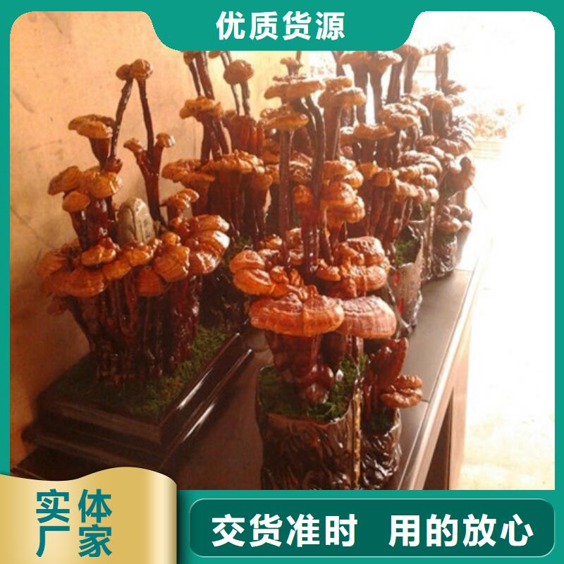 灵芝活体当天发货当地经销商