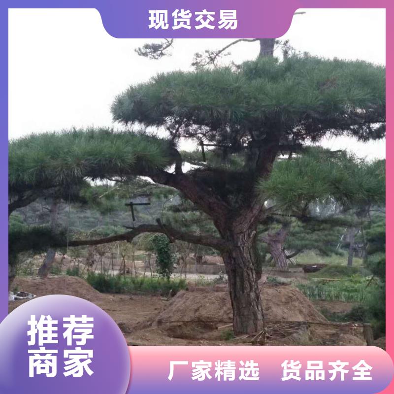 造型景松-造型景松到厂参观当地服务商