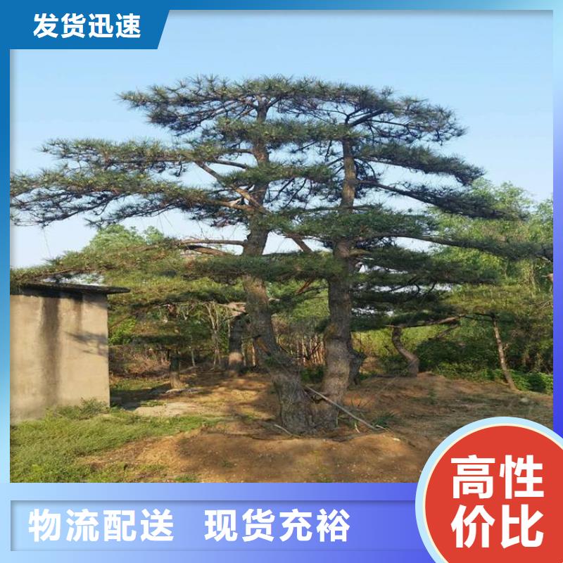 发货速度快的泰山风景松批发商性价比高