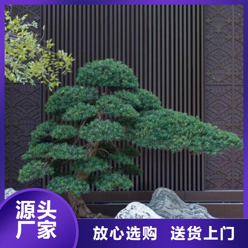 泰山迎客松-点击洽谈精工细致打造