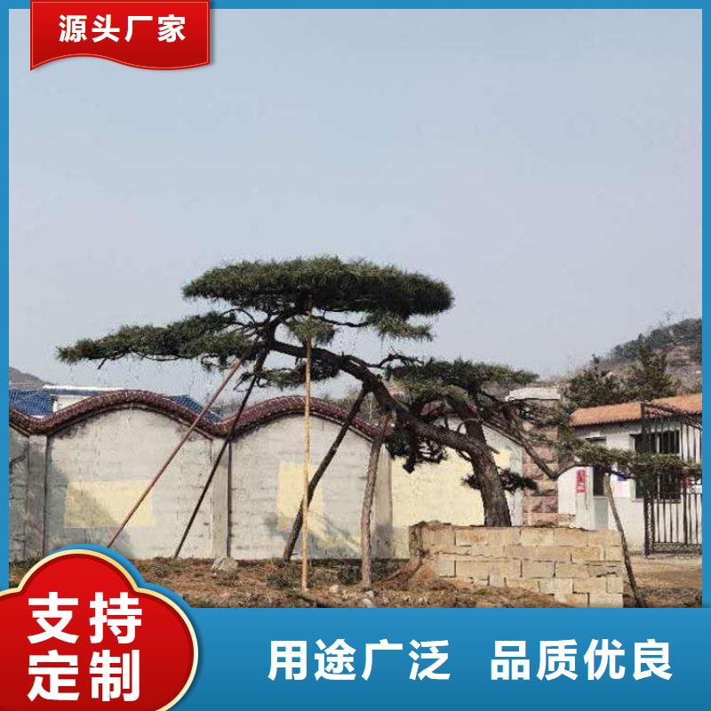 泰山风景松库存量充足工程施工案例