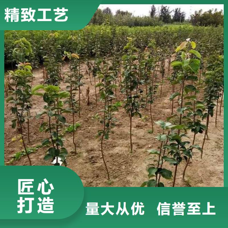 秋月梨种植苗批发本地生产厂家