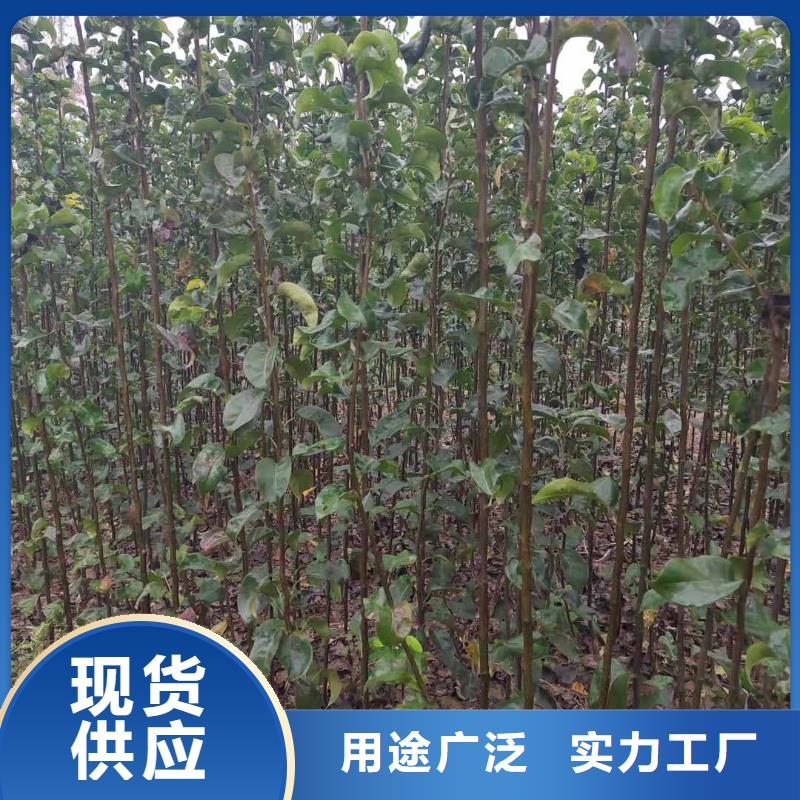 秋月梨种植苗哪里的数量大优质原料